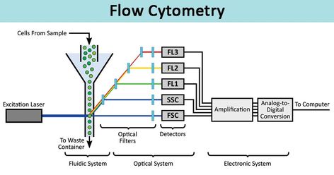 Flow Cytometry Analysis, Microbiology Notes, Fluorescence Microscopy, Bio Notes, Flow Cytometry, General Science, Cell Cycle, Medical Laboratory, Science Photos