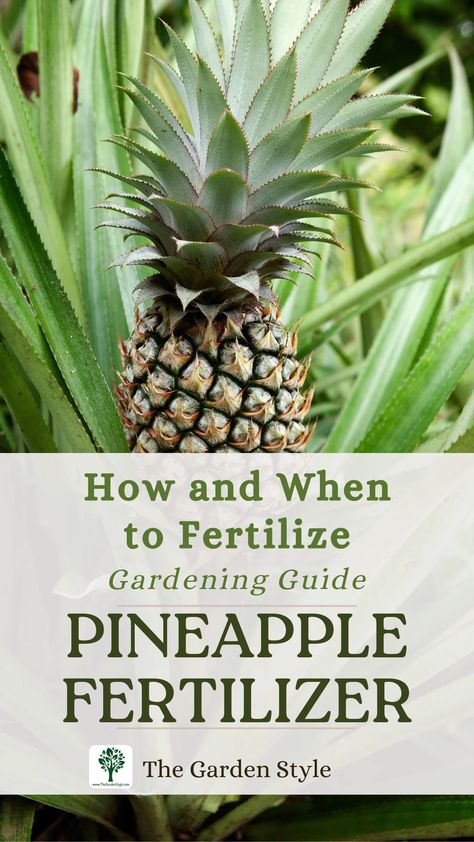 Pineapple Fertilizer: How and When to Fertilize - The Garden Style Grow Pineapple Plant, Pineapple Plant, Growing Pineapple, Pineapple Planting, Gardening Guide, Natural Fertilizer, Bountiful Harvest, Foliage Plants, Flowers Perennials