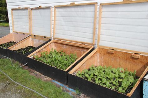 Garden Beds Diy, Cold Frame Plans, Cold Frame Diy, Cold Frame Greenhouse, Vege Garden, Cold Frame Gardening, Cold Frames, Beds Diy, House Storage