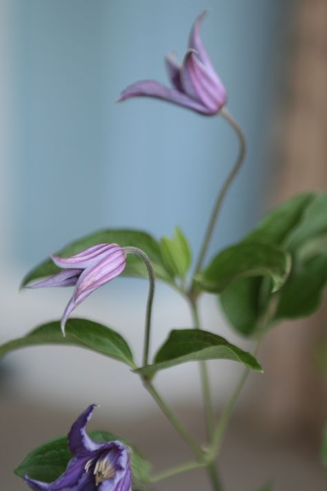 Lilac clematis Lilac Clematis, Clematis Bouquet, Ghillie Dhu, Lavender Clematis, Lilac Branch, Spring Luncheon, Blue Clematis, Purple Clematis, Botanical Sketchbook