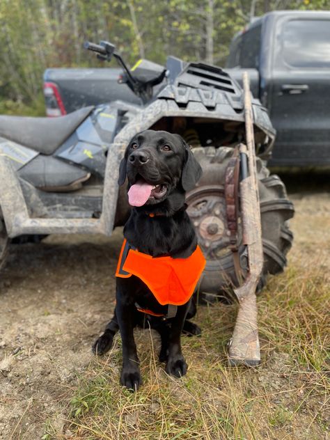 Hunting Labrador Retriever, Labs Hunting, Labrador Retriever Hunting, Tiger Hunting, Duck Hunting Dogs, Hunting Birds, Dogs Hunting, Hunting Animals, Lion Hunting