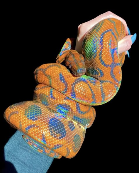 Brazilian rainbow boa. Photo: Tara Biron. Brazilian Rainbow Boa, Snake Turtle, Cool Snakes, Rainbow Snake, Pretty Snakes, Fantasy Animals, Cute Reptiles, Reptile Snakes, Cute Snake