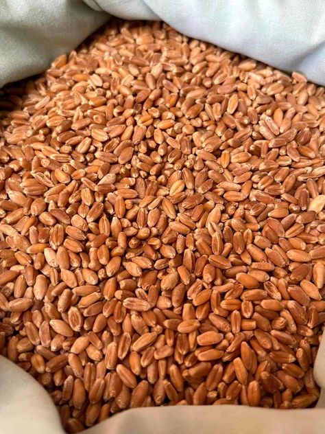 Wheat Berries Recipe, Milling Flour, Freezing Food Storage, Wheat Berry Recipes, Sprouted Wheat Bread, Sprouted Wheat, Rye Berries, How To Make Flour, Wheat Berry