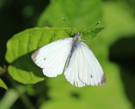 Cabbage Moth, White Moths, Cabbage Butterfly, Butterfly Eyes, Natural Pesticides, Garden Bugs, Moth Caterpillar, Seed Collection, Garden Insects