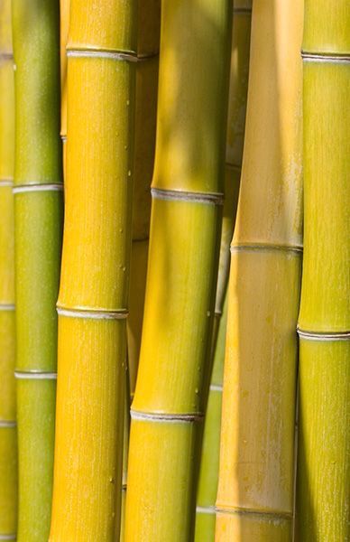 Foto Macro, Yellow Bamboo, Bamboo Architecture, Bamboo Garden, Lucky Bamboo, Bamboo Forest, Bamboo Plants, Yellow Submarine, Tree Bark