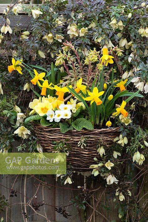 A spring display with Narcissus 'Jetfire' and Primula vulgaris in a basket surrounded by Clematis cirrhosa var. balearica. Clematis Cirrhosa, Primula Vulgaris, Spring Display, Clematis, Flowers