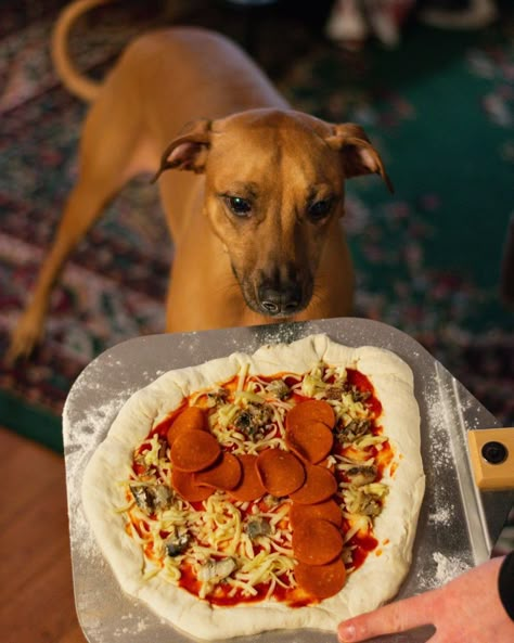 Dog Friendly Pizza, Pizza For Dogs Recipe, Puppy Pizza Recipe, Pizza For Dogs, Pizza Dogs Recipes, Dog Pizza Recipe, Enrichment For Dogs, Cutlet Recipes, Pup Treats