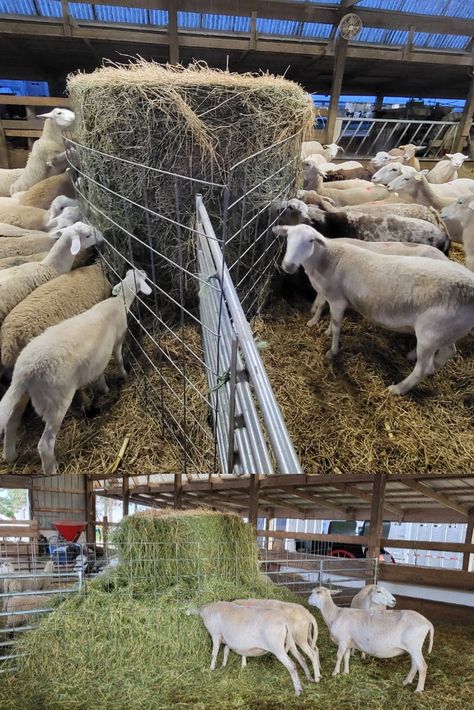 We built a new hay feeder for our sheep: 2 cattle pannels & 2 sheep gates. Us and the Sheep are very happy with the results! Sheep Hay Feeder, Sheep Enclosure, Homestead Sheep, Goat Houses, Sheep Feeders, Sheep Shelter, Sheep Barn, Goat Feeder, Sheep House