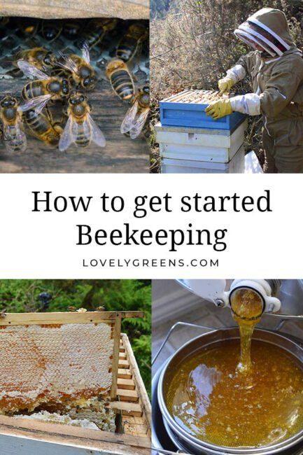 Getting started with Beekeeping: tips for the beginner beekeeper including hive location, equipment, books, and where to begin #beekeeping #homesteading #selfsufficient Backyard Bee, Beekeeping For Beginners, Homesteading Diy, Backyard Beekeeping, Homestead Farm, Future Farms, Homesteading Skills, Urban Homesteading, Mini Farm