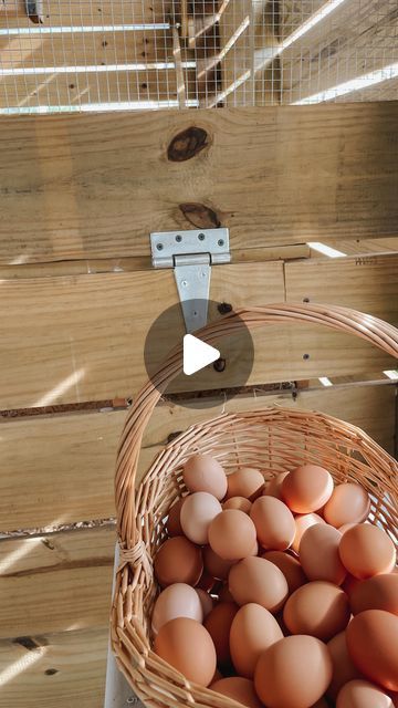 Nicole Hanaburgh | Gather Farm on Instagram: "*An edit to number 1 below:* Ready to level up your chicken coop game? 🐓🏠 Here are 4 simple tips to keep your hens happy, healthy, and laying eggs! 🥚✨ Whether you’re a new chicken owner or a seasoned pro, these hacks will make a big difference.

1. *Straw* as bedding: It adds extra insulation, dries faster than shavings, and it lasts way longer between cleanings! 🧹
2. Space Out Roosting Bars: Avoid a messy situation by keeping roosting bars from stacking directly above each other. 
3. Install Automatic Waterers & PVC Feeders: Save time and keep your hens well-fed with low-maintenance solutions. 🚰🍽️
4. Make Nesting Boxes Accessible from Outside: Easily collect eggs without having to go into the coop. 

What’s your favorite chicken coop hac Roosting Bars, Automatic Waterer, Chicken Owner, Favorite Chicken, Egg Laying, Nesting Boxes, Happy Healthy, Chicken Coop, Coop