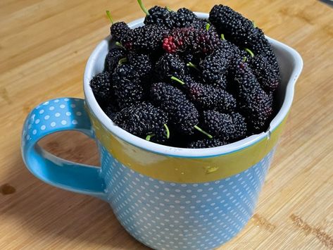 Mulberry Jam Recipe - Super Easy! No Pectin Needed - Permaculture Haven Life Design Education What To Do With Mulberries, Mulberry Jelly, Mulberry Jam Recipe No Pectin, Thermomix Mulberry Jam, Fruitless Mulberry Tree, Mulberry Jam, Jam Recipes, Super Easy, Lime Juice