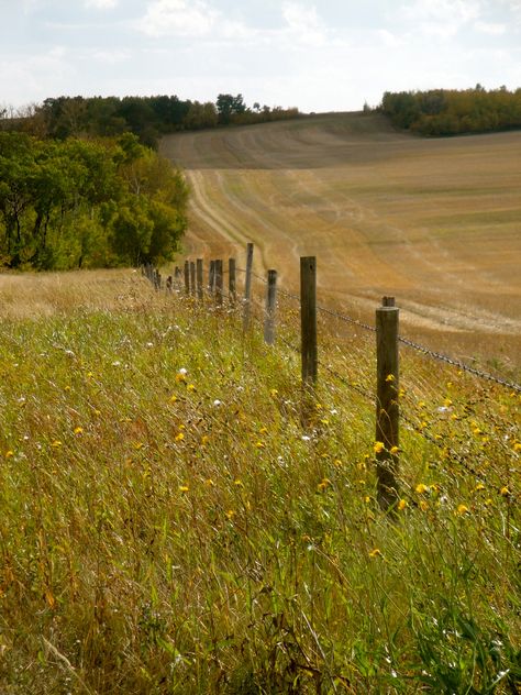 Harvest scene -  near North Battleford , Saskatchewan Saskatchewan Aesthetic, Barb Wire, Country Roads Take Me Home, O Canada, St Mary, Take Me Home, Photo Reference, Country Life, Summer Nights