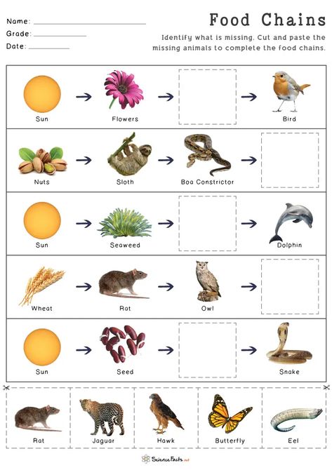 Spanish Family Tree, Food Chain Worksheet, Family Tree Worksheet, Printable Food, Matching Worksheets, 4th Grade Art, Food Chain, Free Printable Worksheets, Science Facts