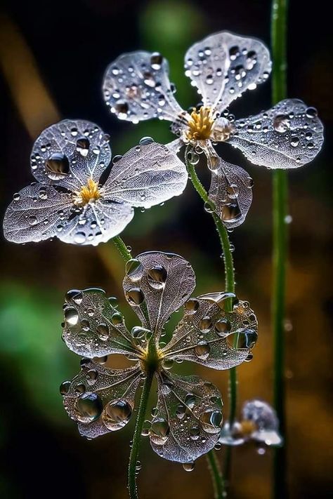 Flowers With Water Drops, Water Drop Photography, Skeleton Flower, Goth Garden, Plant Study, Gothic Garden, Transparent Flowers, Flower Guide, Shabby Flowers