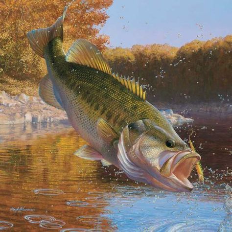 I miss my daddy, we used to go fishing together all the time!! Wished he was here...I love you daddy!! Bass Logo, Large Mouth Bass, Fishing Hacks, Largemouth Bass Fishing, Farm Pond, Fishing Art, Salt Water Fishing, Smallmouth Bass, Bass Fishing Tips