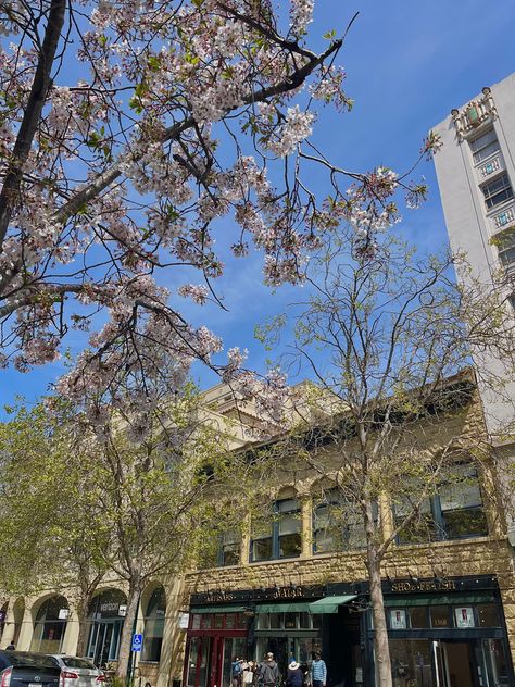 downtown santa cruz, cherry blossom Downtown Santa Cruz, Cherry Blossom, Blossom, Cherry