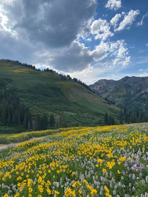 #mountains #utah #altaski #flowers #wildflowers. #WeddingHairInspo #MakeupGoals #RingBliss #AccessoryAddict #BridalBeauty Flowers On Mountain, Utah Flowers, Beehive Painting, Garnet Flats, Kaylee Core, Utah Wildflowers, Utah Aesthetic, Wildflowers Aesthetic, Flower Hill