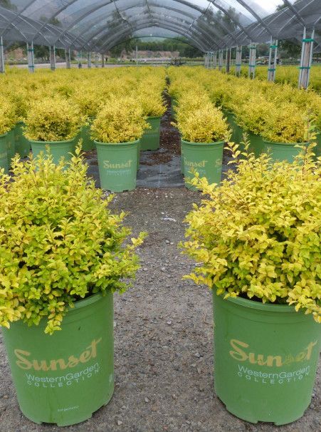 Ligustrum sinense <span>‘Sunshine’</span> Low Maintenance Patio, Sunshine Ligustrum, Side Garage, Garage Windows, Low Growing Shrubs, River Rock Garden, Invasive Plants, For The Birds, English Cottage Garden