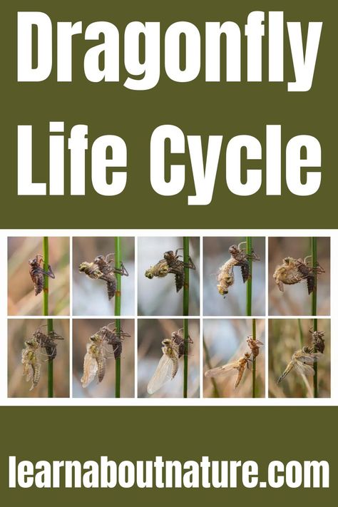 Dragonfly Life Cycle Ks1 Science, Dragonfly Life Cycle, Nature Website, Flying Animals, Dragonfly Larvae, Swimming Underwater, Dragon Flies, Science Ideas, About Nature