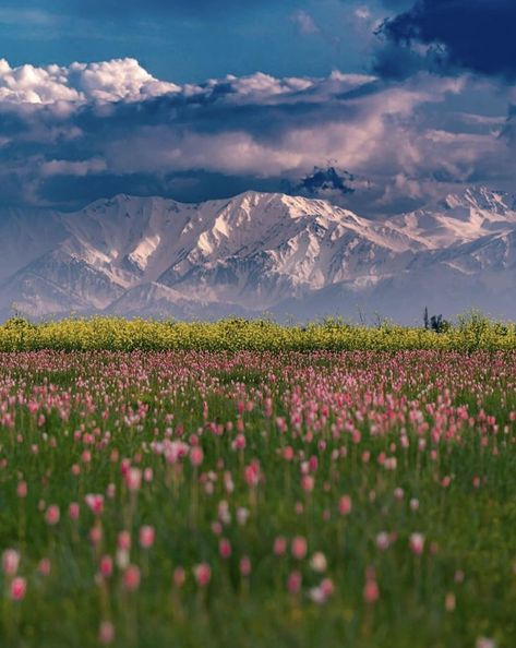 Kashmir Wallpaper, Afghanistan Landscape, Kedarnath Temple, Tourism Photography, Kashmir Valley, City Streets Photography, Delhi Travel, Valley Of Flowers, Western Ghats