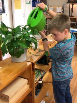 Classrooms With Plants, Classroom Plants Indoor, Plants In Classroom, Antique Decor Bedroom, Classroom Garden, Library Vibes, Plants Classroom, Elementary Stem Activities, Flowers To Plant