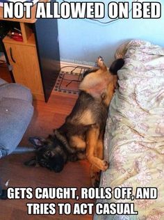 Goofy Memes, German Shepherd Memes, Dog Images Hd, Funny German Shepherd, German Shepherd Funny, Cat Crying, Best Dog Photos, Malinois Dog, Scary Dogs