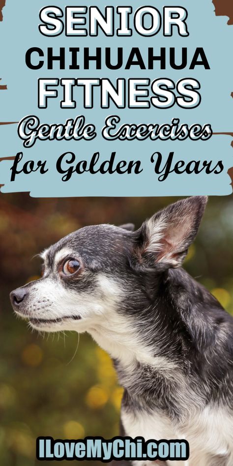 Give your senior Chihuahua the gift of vitality! Discover practical exercises to support their health and happiness in their golden years. Senior Chihuahua, Chihuahua Gifts, Pet Hotel, Strengthen Core, Shoulder Muscles, Health And Happiness, Golden Years, Older Dogs, Chihuahua Dogs