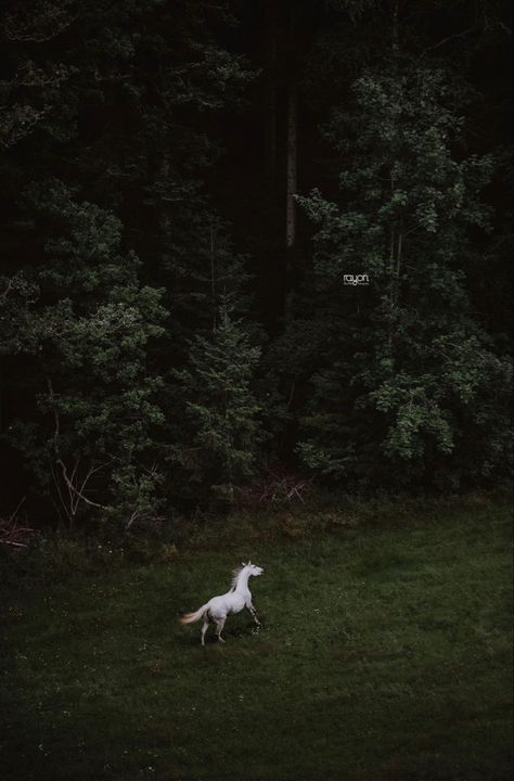 Horse Forest, Dark Forest Aesthetic, It Is Done, Horse Aesthetic, White Horses, Horse Life, Fantasy Aesthetic, Horse Photography, Horse Love