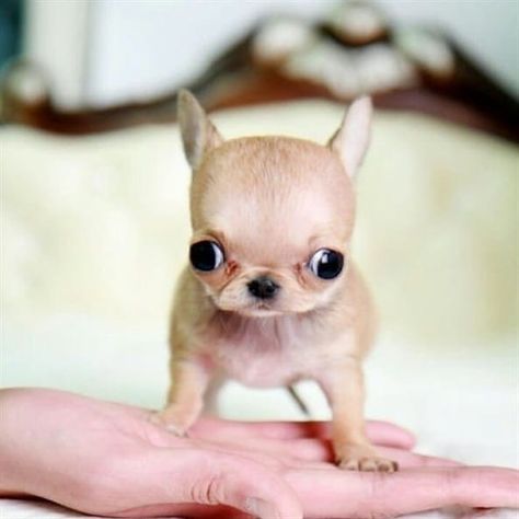 What Is An Apple Head Chihuahua? Interesting Facts You Should Know - TheGoodyPet Psy Chihuahua, Teacup Chihuahua Puppies, Chihuahua Puppy, Teacup Chihuahua, Tiny Puppies, Cute Chihuahua, Love My Dog, Pose Yoga, Teacup Puppies