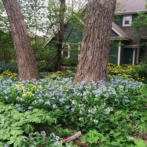 Bluebells Garden, Virginia Bluebells, Lake Houses Exterior, Moon Nursery, Lawn And Landscape, Front Yard Garden, Flower Lights, Beautiful Blooms, Shade Garden