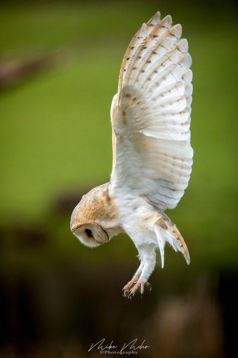 Powers Reference, Horned Owl Flying, Owl Reference, Owl Flying, Bird Reference, Cupid Tattoo, Flying Owl, Barn Owls, North American Wildlife