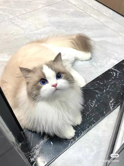 cat aesthetic , cute cat , pretty cat , xiaohongshu , animal aesthetic , animal with ribbon White Cat With Blue Eyes, Cat Ragdoll, Cat With Blue Eyes, Ragdoll Cats, Cute Little Kittens, Cute Cats Photos, Ragdoll Cat, Cute Wild Animals