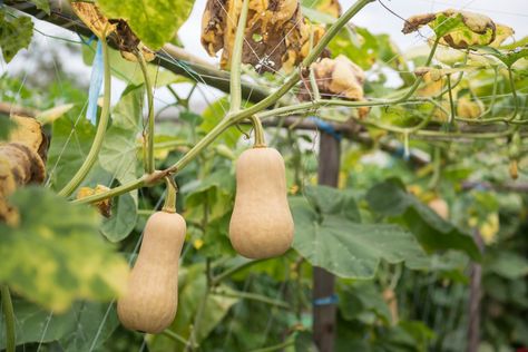 Growing Butternut Squash, Men's Journal, Dry Beans, Carrot Seeds, Acorn Squash, Winter Squash, Summer Squash, Fast Growing, Hanging Planters