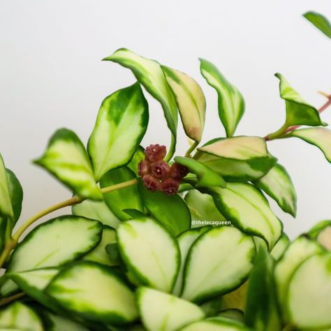 Hoya Heuschkeliana, My My, Flower Party, Loving Life, Winter Is Here, I Love A, Love A, My Favourite, Indoor Plants