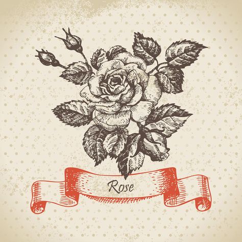 Hand drawn vintage rose royalty free illustration Vintage Rose Tattoo, Vintage Rose Illustration, Tattoo Roses, Rose Hand Tattoo, Mystic Symbols, Traditional Roses, Rose Illustration, Unique Roses, Line Background