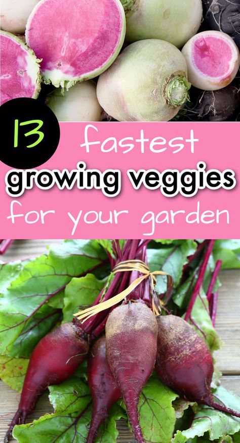 Learn which vegetables grow the fastest! These 13 veggies grow in 60 days or less! Fastest Growing Vegetables, Cucumber Leaves Turning Yellow, Fast Growing Vegetables, Growing Peas, Growing Carrots, Root Veggies, Growing Greens, Bush Beans, Growing Gardens