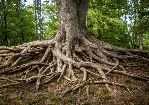 Roots of Life, Nature Photography Generational Curses, Forest Decor, Life Nature, Unique Trees, Tree Photography, Tree Roots, Life Photo, Beautiful Tree, Hanging Art