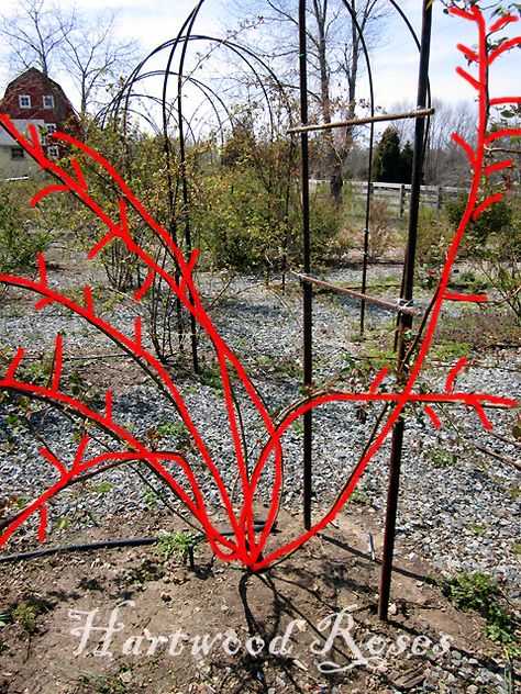 It is important to note that I haven't shortened any of the remaining main canes.  I want them to be as long as possible to cover this arch.  What I have done, to control the girth of the rose and to encourage better blooming, is to shorten the little lateral canes that branch off of the main canes ... in this case, I trimmed each lateral to about 6 inches or less.  You can see how this (sort of) in this 'enhanced' version of the photo. Pruning Climbing Roses, Climbing Rose, Rose Care, Home Decor Hacks, Planting Roses, Rose Bush, Climbing Roses, Easy Home Decor, Rustic Gardens