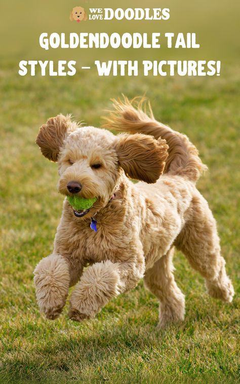 Are you studying up on Goldendoodles before adopting one? Good for you! Goldendoodles are adorable dogs with curly, colorful coats. They even have fun Goldendoodle tail styles! An essential part of owning a Goldendoodle is grooming every inch of its fur, including its tail. Doodle Cuts Goldendoodle Haircuts Short, Golden Doodle Tail Grooming, Goldendoodle Tail Grooming, Golden Doodle Grooming Styles, Goldendoodle Haircuts, Goldendoodle Grooming, Poodle Cuts, Puppy Cut, Grooming Style