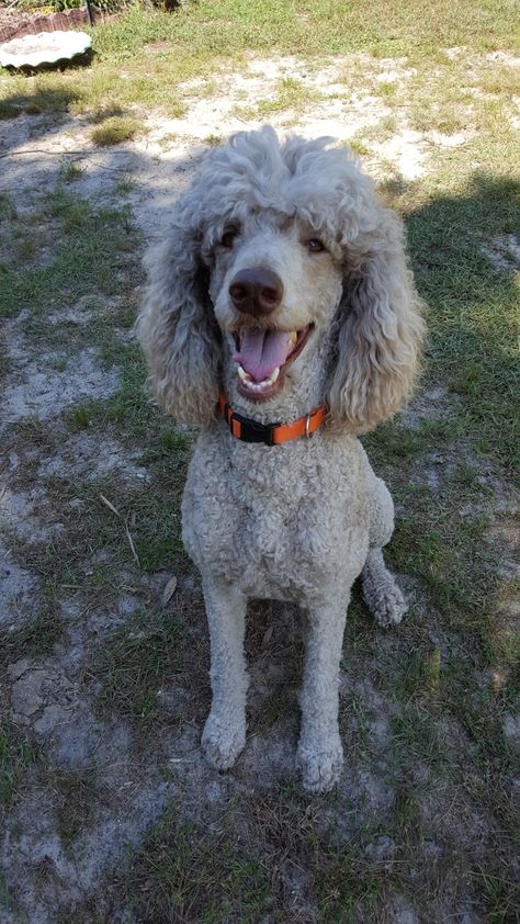 Portia a silver beige Standard poodle Silver Beige Poodle, Dog Hairstyle, Parti Poodle, Poodle Cuts, Poodle Grooming, Dog Haircuts, Standard Poodles, Pensacola Fl, Emerald Coast