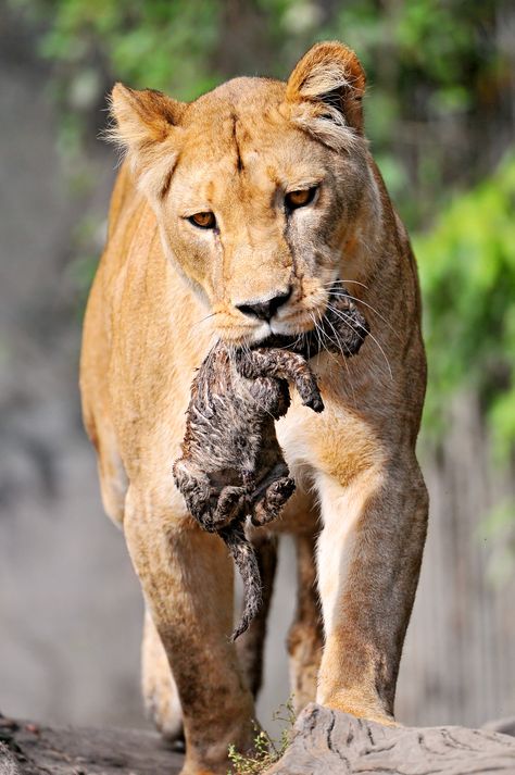 Lioness And Cubs, Small Wild Cats, Lion Cubs, Lion Love, African Lion, Cat Family, Large Cats, Animal Planet, Safe Place