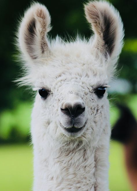 love this face Lama Animal, Llama Pictures, Llama Painting, Llama Face, Baby Llama, Funny Llama, Cute Alpaca, Llama Alpaca, Cute Llama