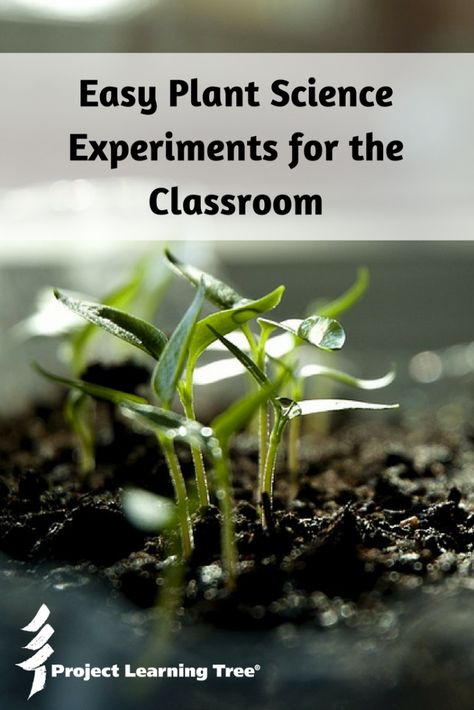 Easy Plant Science Experiments for the Classroom - Project Learning Tree Plants Science Experiments, Plant Experiments, Plants Science, Education Quotes Inspirational, Classroom Science, Experiments Kids, Kid Experiments, Pasta Primavera, Mini Pizzas