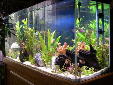 55 gal planted aquarium 29 Gallon Planted Aquarium, 125 Gallon Aquarium Ideas, 75 Gallon Aquarium Ideas, 100 Gallon Aquarium, Planted Aquarium Ideas, 125 Gallon Aquarium, Freshwater Fish Tank, 75 Gallon Aquarium, 55 Gallon Aquarium