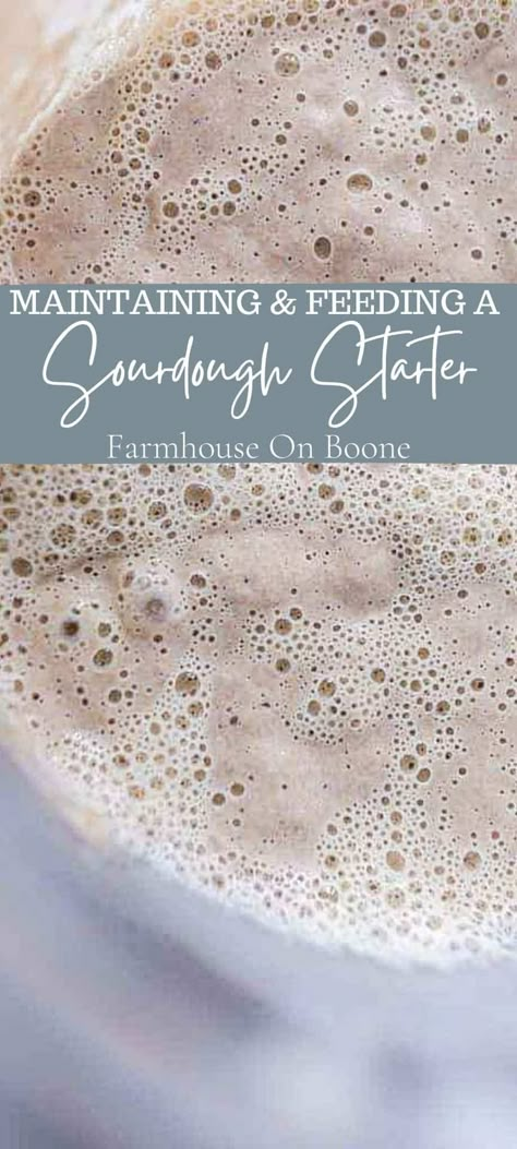 Join me as I teach you all about maintaining and feeding a sourdough starter. Every week I receive hundreds of questions about how to care for a sourdough starter, so I decided to add all the questions and answers into this post as a reference for those who are just starting out with sourdough. #farmhouseonboone #sourdoughstarter #feedingsourdoughstarter #sourdough How Do You Feed Sourdough Starter, How Often To Feed Sourdough Starter, Vegan Sourdough Starter Recipes, Flour For Sourdough Starter, Sourdough Starter Mold, Best Flour For Sourdough Starter, Sourdough Starter Troubleshooting, Sourdough Starter Maintenance, Feeding Sourdough Starter Ratios