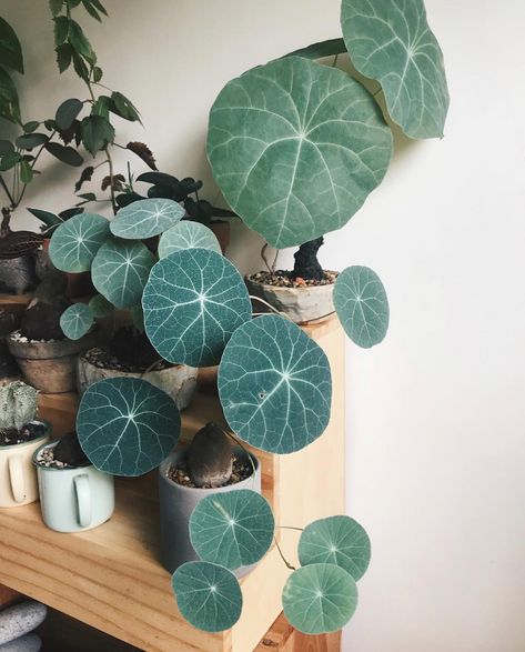 🌿 Paige on Instagram: “📸: @messydreamsofcactus  my oh my, what a beautiful #plantgang, cheers to you Messy! your #caudex #houseplants #indoorjungle #indoorgarden #indoorplants #plants #urbanjungle Low Maintenance Indoor Plants, Small Indoor Plants, Plant Goals, Leafy Plants, Succulents Decor, Plant Images, Best Indoor Plants, Interior Plants, Easy Plants