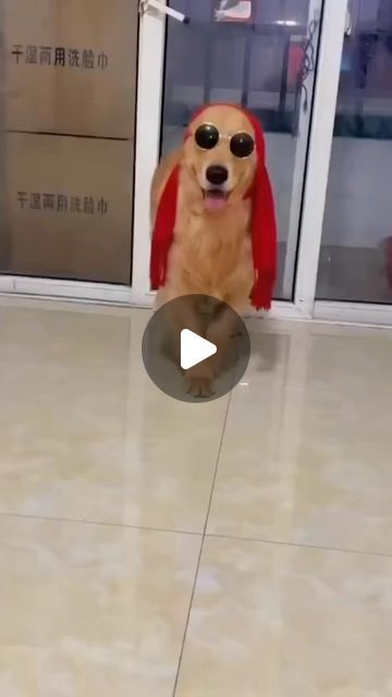 Funny Dancing Animals, Dogs Dancing, Dancing Dogs, Dog Dancing, Dog Dance, Dancing Funny, Funny Dancing Gif, Dancing Animals, Dance Humor