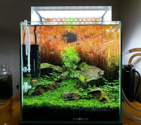 Aquascape Aquarium Ideas, Plants Minecraft, Aquascape Inspiration, Shrimp Aquarium, Aquarium Mini, Natural Aquarium, Aquascape Ideas, Freshwater Aquarium Plants, Cool Fish Tanks