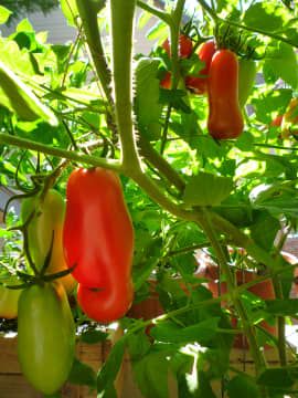 How to Grow and Care for San Marzano Tomato Plants - Dengarden How To Grow Beets, Grow Beets, Tomato Stakes, Tomato Problems, Balcony Herb Gardens, Growing Beets, Marzano Tomatoes, Growing Tomato Plants, Tomato Plant