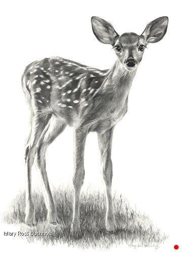 Spring Fawn ...$4500 by Drawings, Graphite & Charcoal, 22 x 16 Penguin Sketch, Deer Drawing, Bear Artwork, Deer Illustration, Nature Sketch, Bear Sculptures, Spirit Animal Art, Baby Duck, Drawing Examples